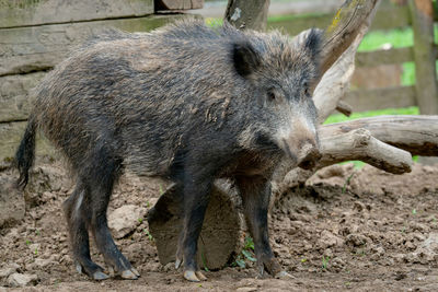 Big wild boar, sus scrofa