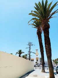 Palm trees against clear blue sky