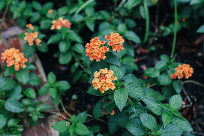 Close-up of pink flowering plants