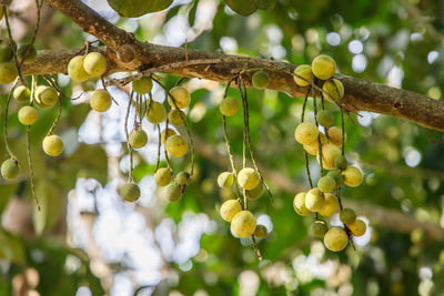 Close-up of fruit growing on tree