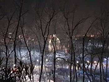 Bare trees in city at night