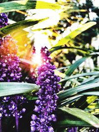 Close-up of purple flowers