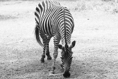 Zebra standing on field