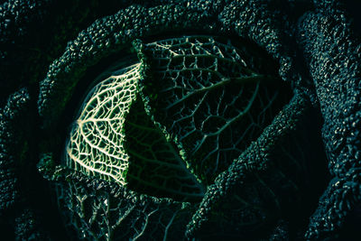 Close-up of savoy cabbage on wooden table with black background