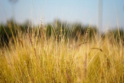 Close up view on ripe ears in ecological environment