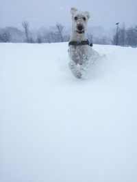Dog on snow field during winter