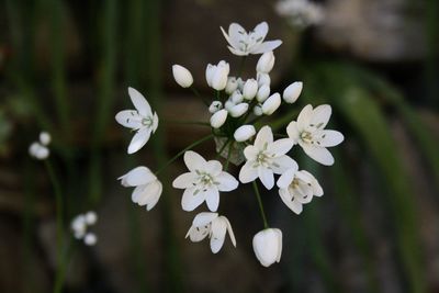 Close-up of white flowering plant