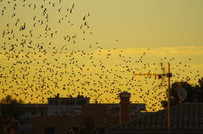 Flock of birds flying over buildings against sky during sunset