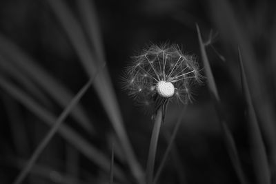Close-up of dandelion flower