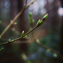 Close-up of fresh green plant