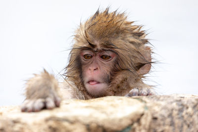 Japanese snow monkey in hot spring