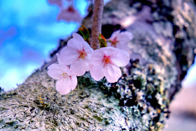 Close-up of cherry blossom