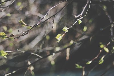Close-up of flowers growing on tree