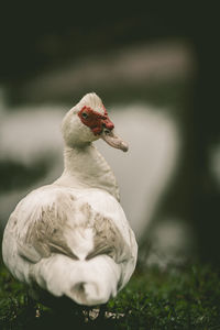 Close-up of bird