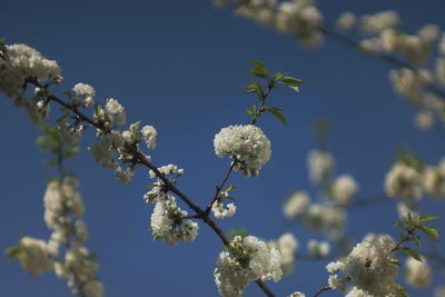 Low angle view of cherry blossoms against sky
