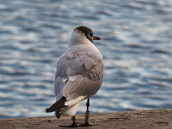 Close-up of seagull perching on wall