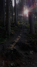 Trees in forest