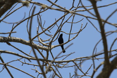 Low angle view of bird perching on branch