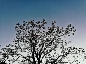 Low angle view of silhouette tree against clear sky