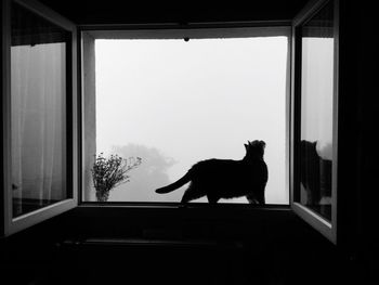 Cat sitting on window sill