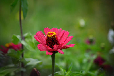 Close-up of pink flower blooming in park