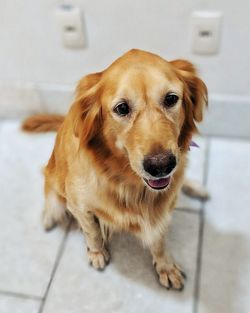 High angle portrait of dog standing at home