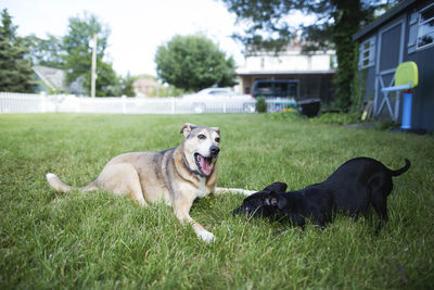 Dog on grass