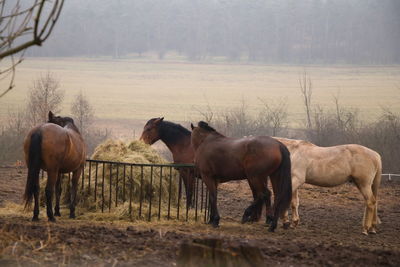 Horses in a field