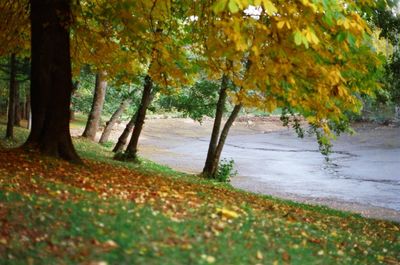 Autumn leaves on tree trunk