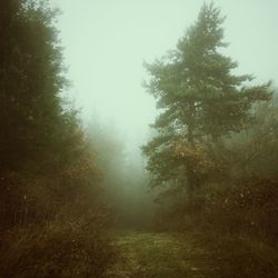 Trees in forest against sky
