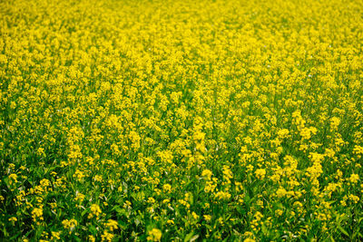 Full frame shot of oilseed rape field