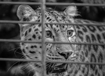 Close-up portrait of a cat