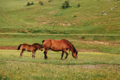 Horses grazing on field