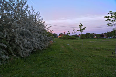 Trees on field against sky