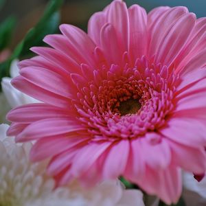 Close-up of pink daisy flower