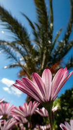 Close-up of pink flowering plant against sky