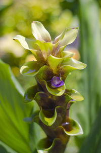 Close-up of flower plant