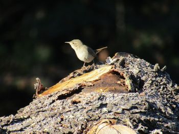 Close-up of bird perching on a log