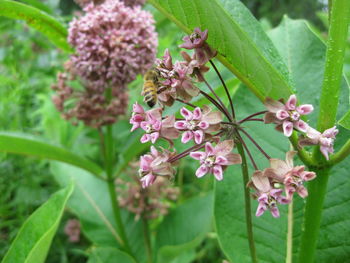 Close-up of pink flowers