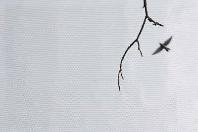 Full frame shot of cat