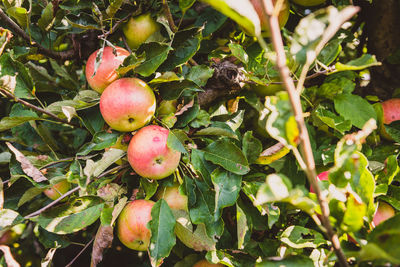 Close-up of apples on tree