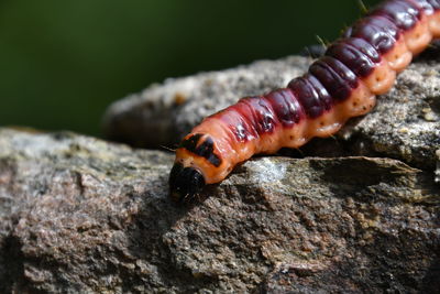 Close-up of insect on rock