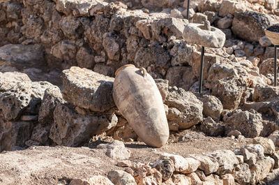 High angle view of lizard on rock