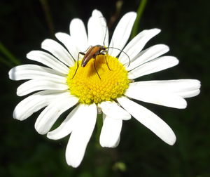 Close-up of bee pollinating on yellow flower