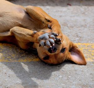 Close-up of dog relaxing outdoors