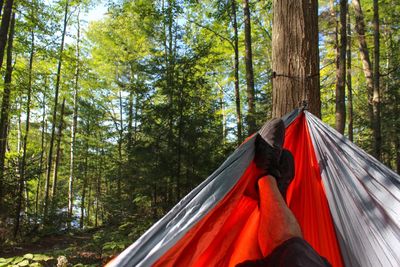 Close-up of clothes drying on tree in forest