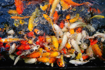 View of koi carps swimming in lake