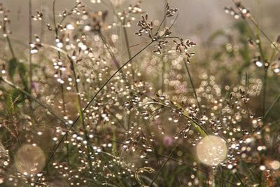 Close-up of water drops on flowering plants