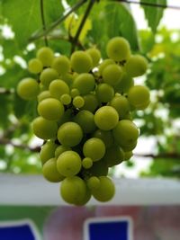 Close-up of grapes growing in vineyard