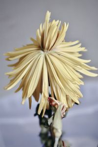 Close-up of wilted flower against white background